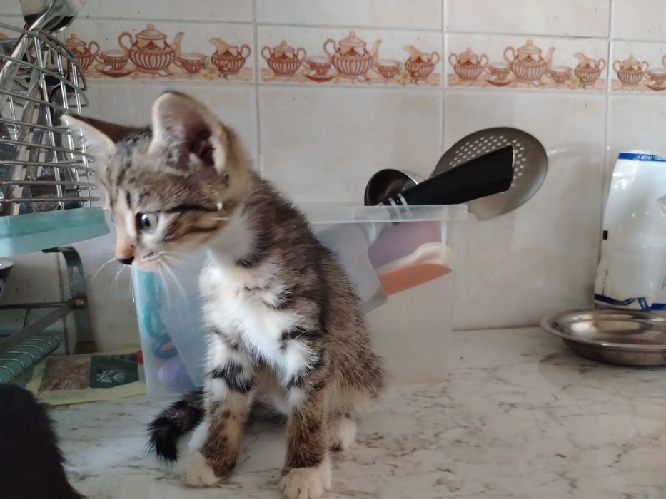 Котята. Mushukchalar