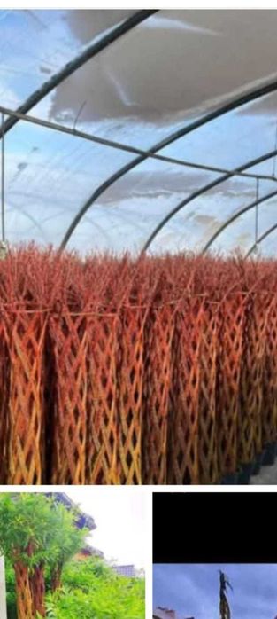 Transformare Grădină: Gazon Rulou și Plante de Lux - Totul Inclus