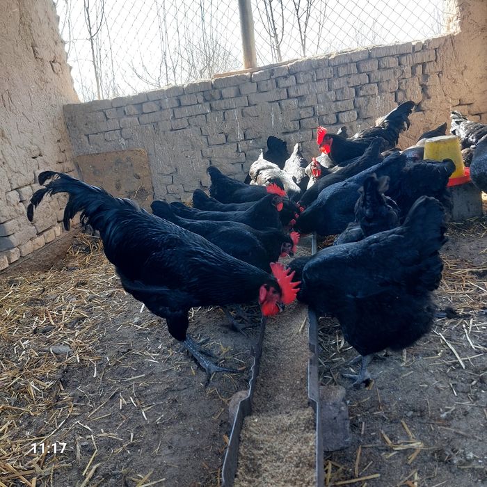 Qora shahzoda  tuxumlari sotiladi.