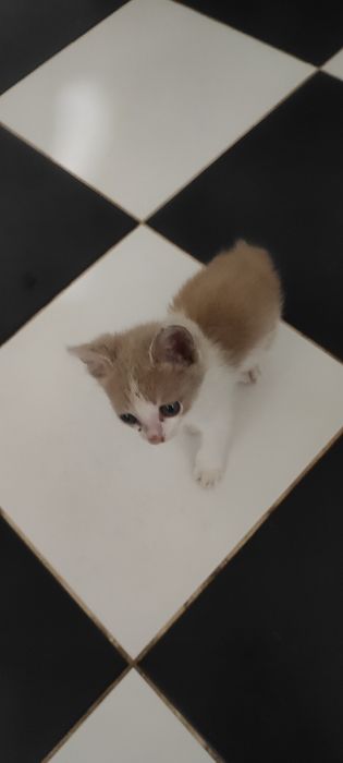 Отдам котенка в добрые руки