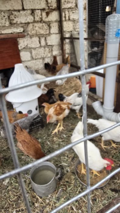 Продам петухов 5 месяца, Адлер