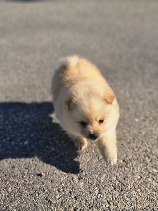 Мини померан на почти 2 месеца