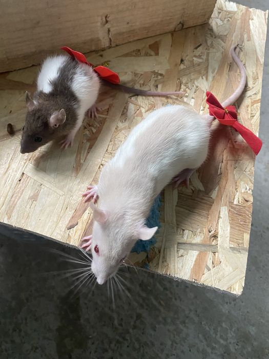 Vand sobolani dumbo de companie