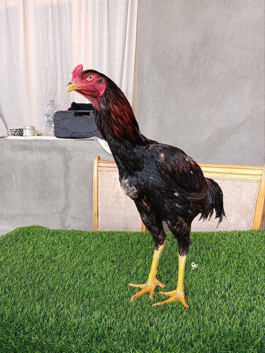 Dakan joja xoroz sotiladi