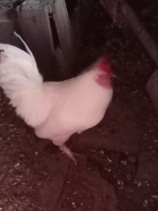 Продам домашних петухов