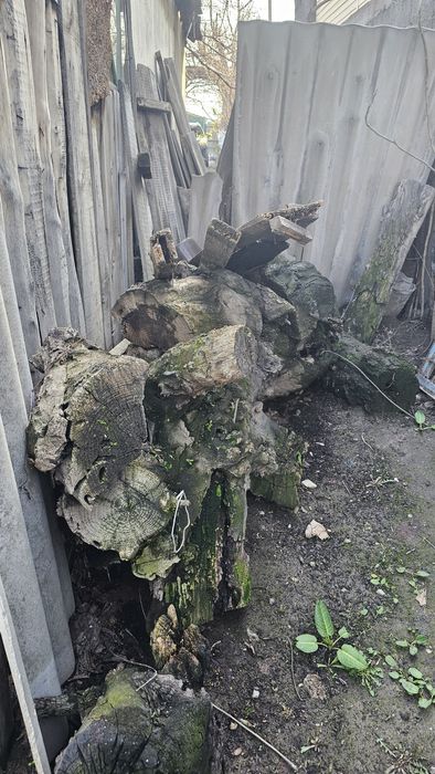 Дрова. Джюда большая