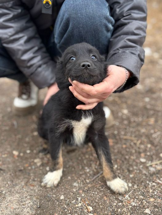 Отдадим щенят в добрые руки