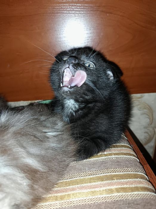 Шотландские вислоухие котята