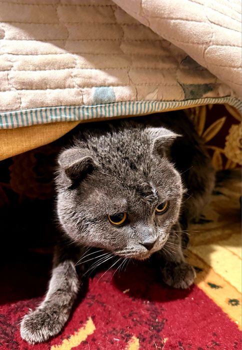 Кошка серий Scottish Fold