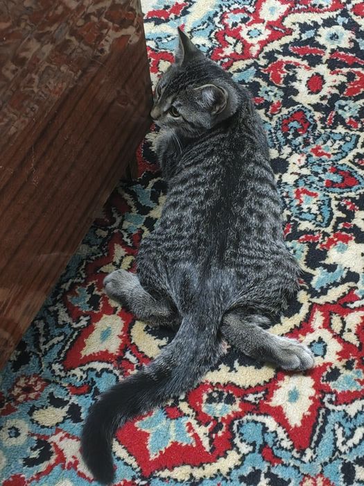 Котёнок 4-5месяца