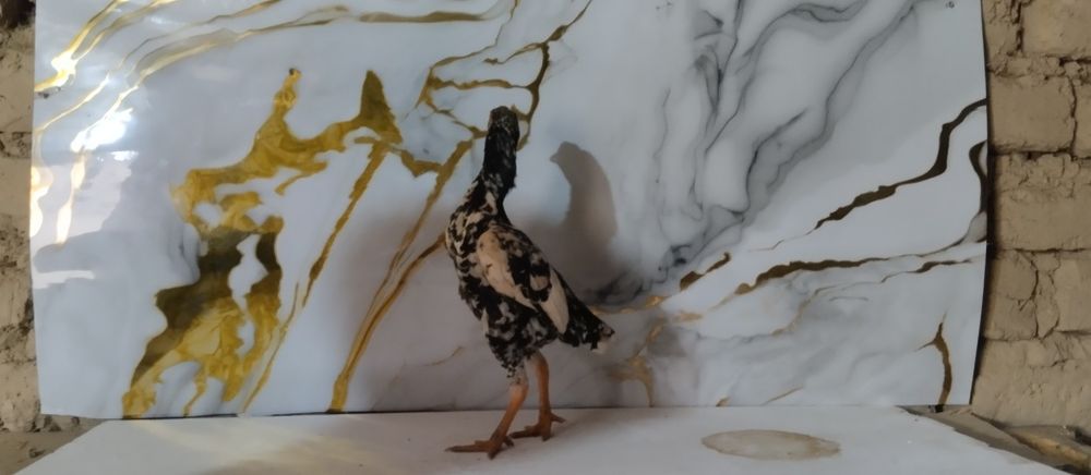 Ko shamo tozasi aprel xoʻrozchasi