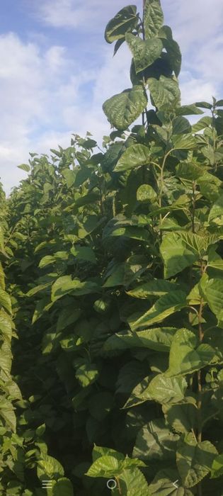 Tut kuchat 1 ,2 yillik,balxi payvand,sensa