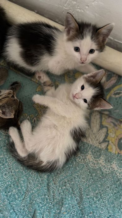 Котята 2месячные