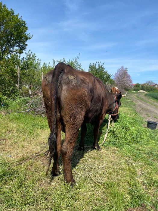 Vaca de vanzare tanara