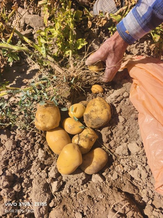 Картошка семена сорт Гала