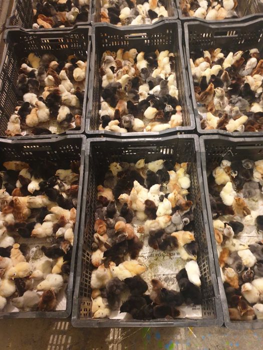 Цыплята несушки разные