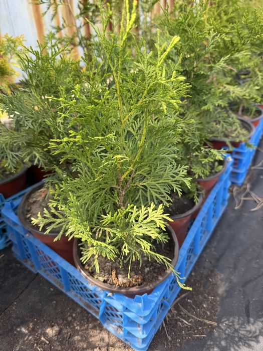 Продам саженцы туя (туи).