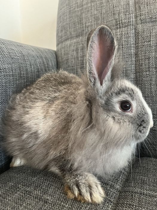 6 iepurasi de doua luni