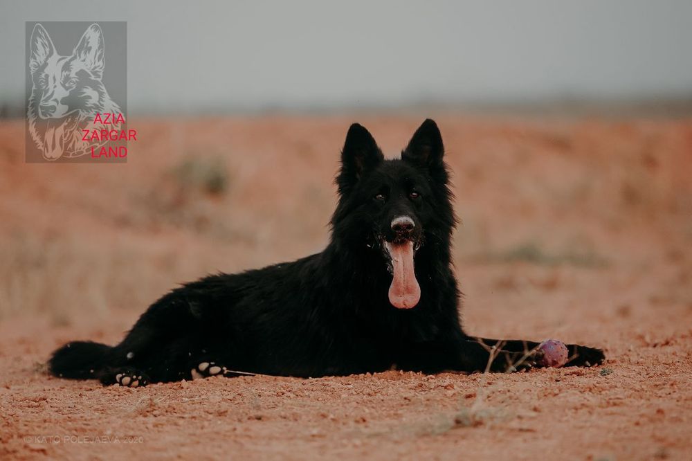 Щенок немецкой овчарки длинношерстной