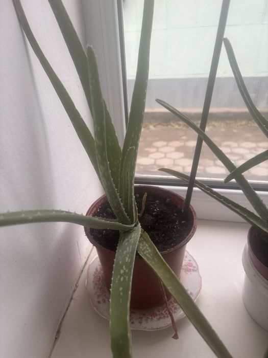 Лечебная Элое 2-3 года