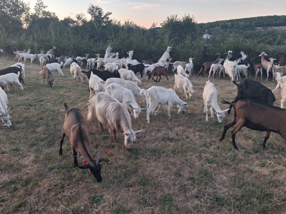 Tapi Sannen și Alpin 80buc