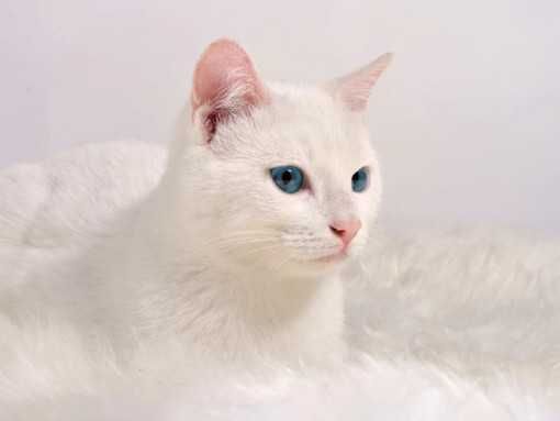 Отдам мышеловочку кошку Лису и других стерилизованных