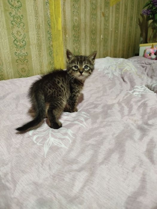 Отдаем котенка в хорошие руки