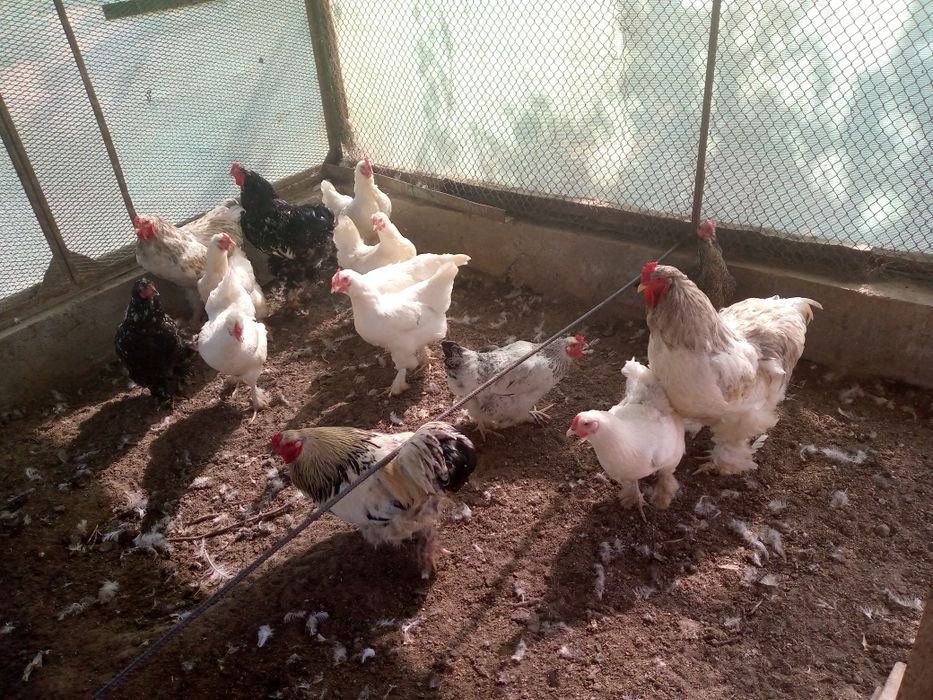 Brama xoʻroz va tovuqlar bor sotiladi 4ta xoʻroz 400000dan 12ta mokiyo