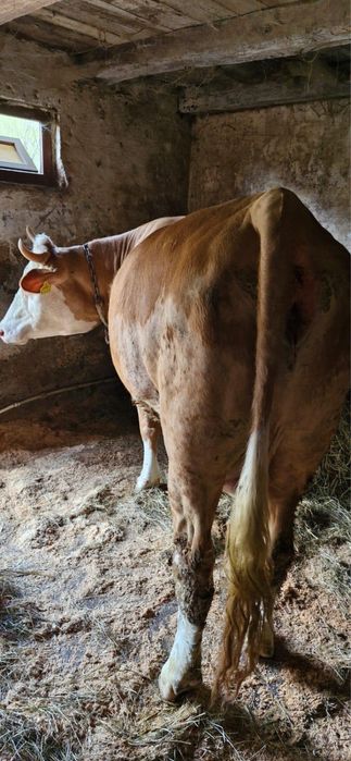 Vand vaca la prima fatare