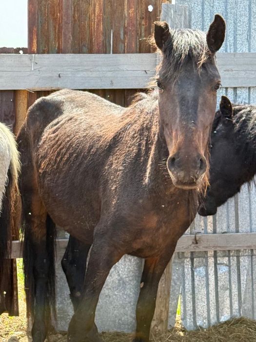Тай, бие сатылады