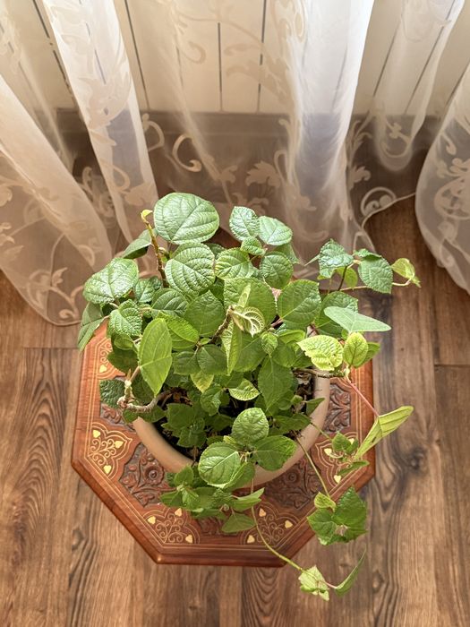 Декоративное Растение Плектрантус