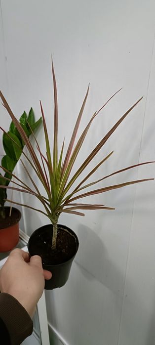 Драцена:2500 тенге