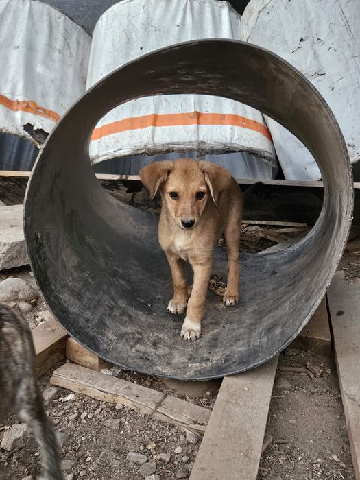 Щенки в добрые руки!