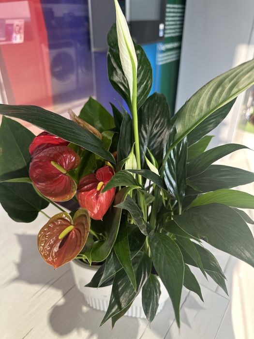 Растения как естественный фильтр воздуха