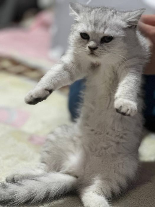 Britanskiy shinshilla va Britanskiy skottish strayt
31-mayda tug’ilgan