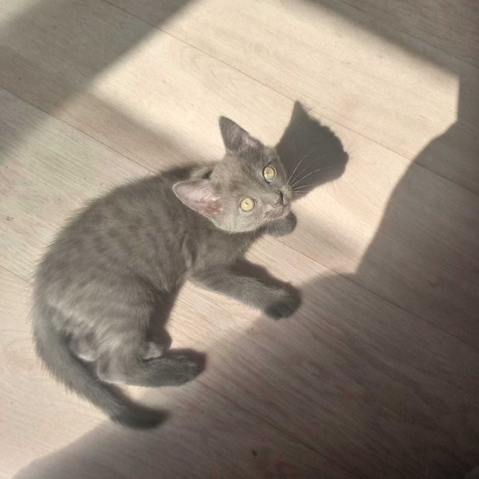 Котенгк 2 месяца