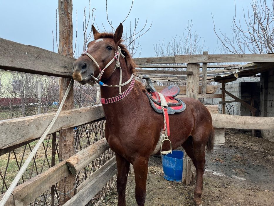 Шымкент жылқы сатылады