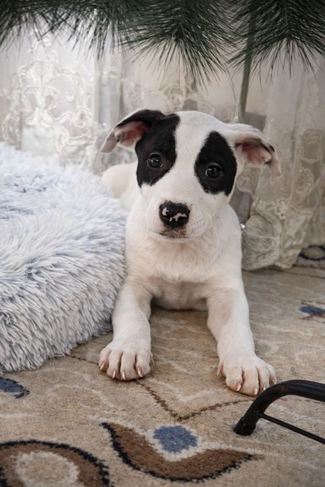 Продам девочку стаффорда