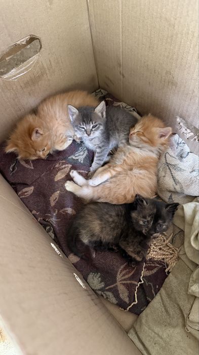 Отдам в добрые руки котят