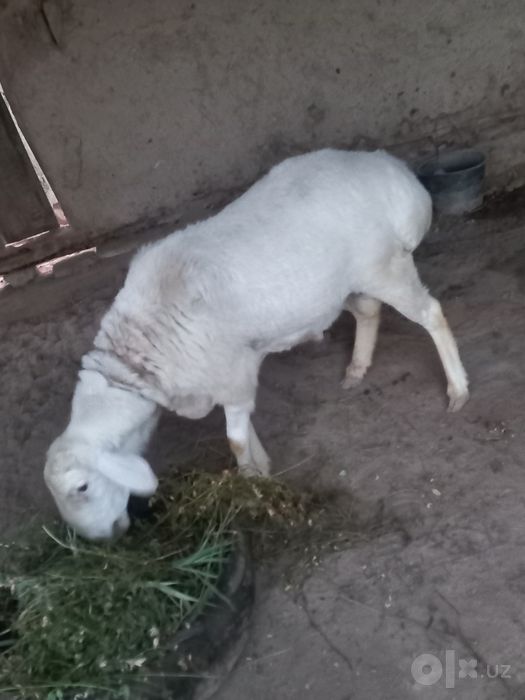 Qo‘chqor sotiladi