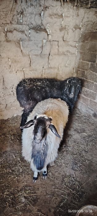 Кошкар бордакы тек бидаймен