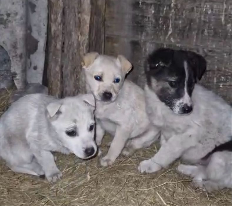 Девочки ищут дом рожать не будут