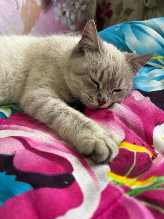 Метис с британец с сиамской