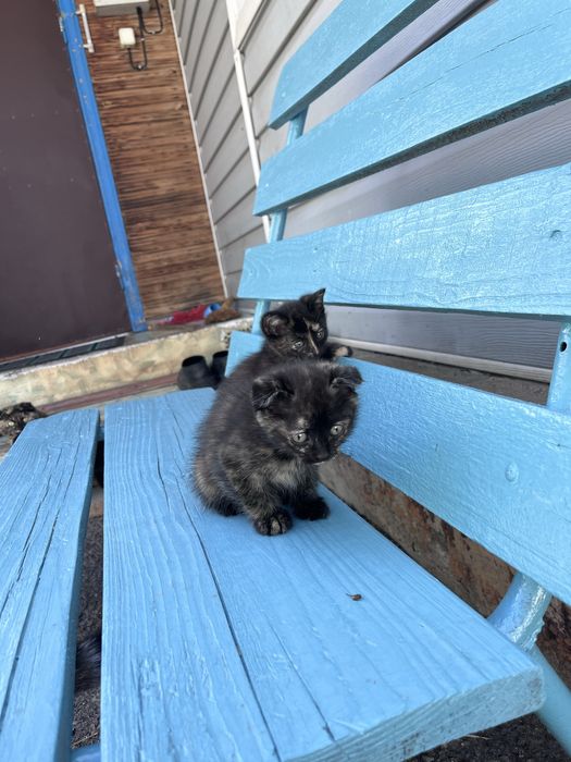 Отдам котят 2 мес