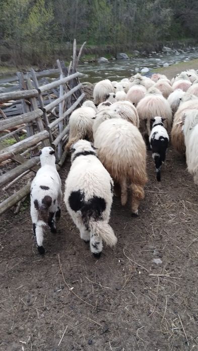 20 oi cu miei de vanzare