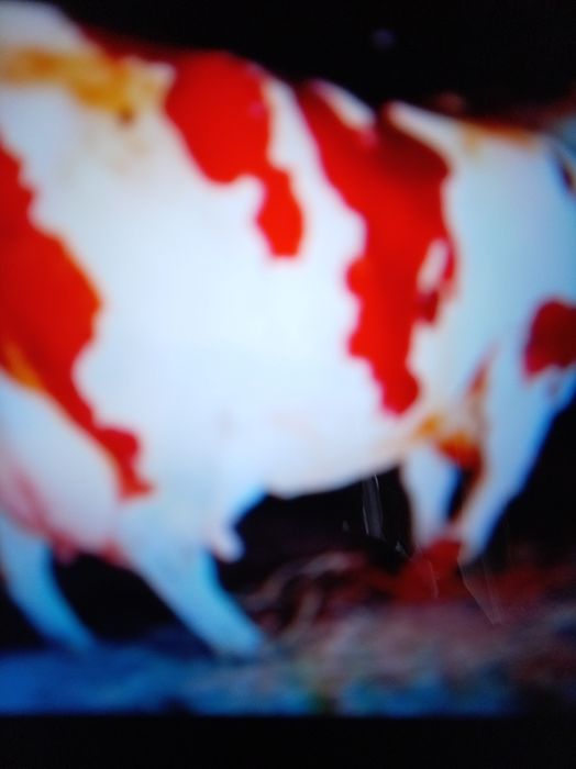 Vind vacă foarte frumoasă Bălțată românească germană