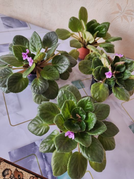 Комнатные растения, распродажа.