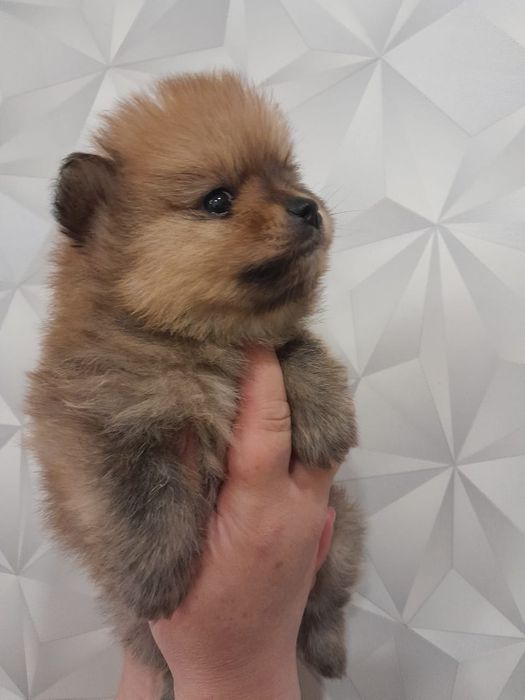 Продам щенков шпица