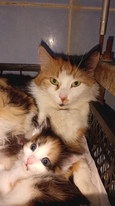 В любящие руки Котёнок девочка 1 месяц