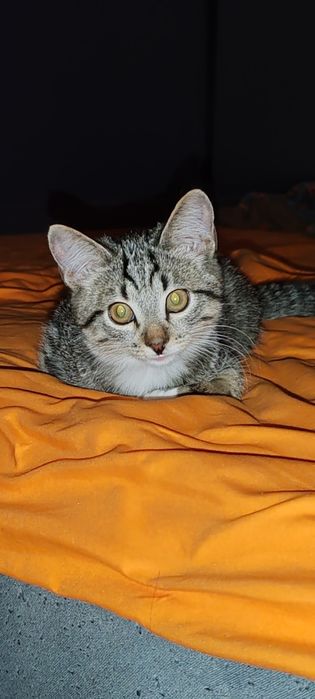 Котенок. Мальчик месяцев 4